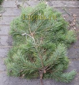 Сосновый лапник