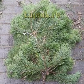 Сосновый лапник