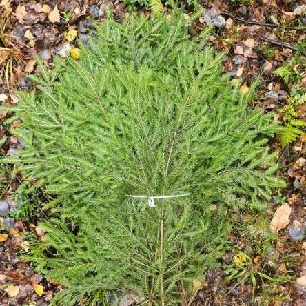 Еловый лапник